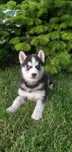 Syberian Husky- śliczna suczka