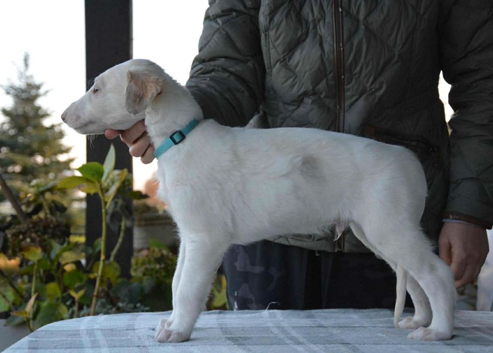 Chart rosyjski borzoj