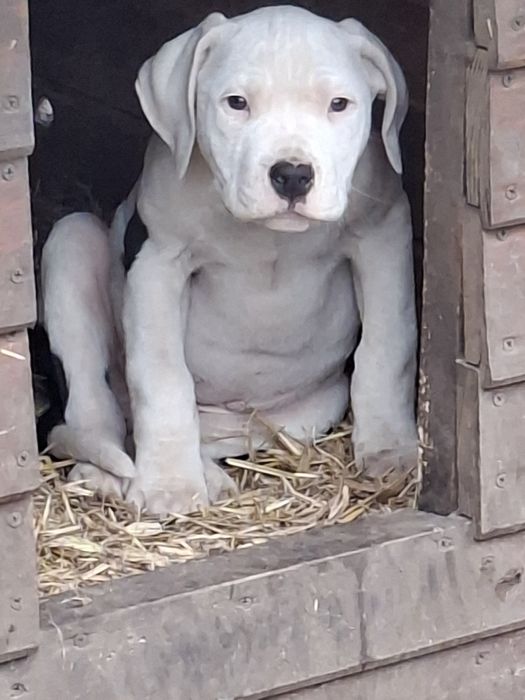 Bandog piękny szczeniak suczka nie dog argentyński amstaff cane corso