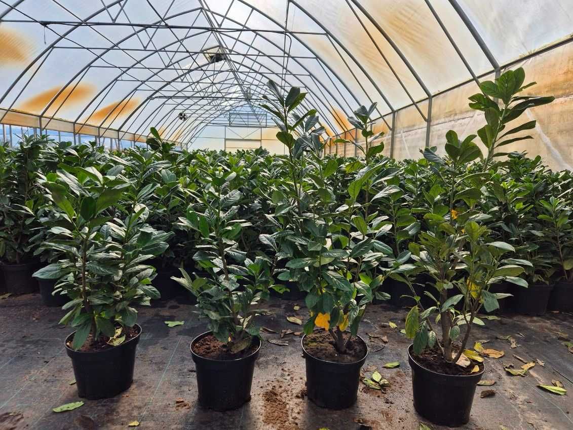 Laurowiśnia wschodnia Novita Caucasica Genolia Elly Etna