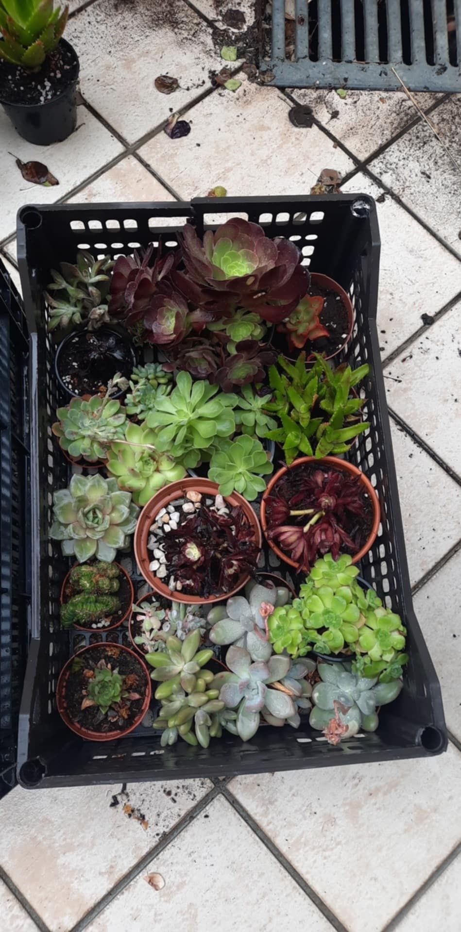 Suculentas produção caseira.