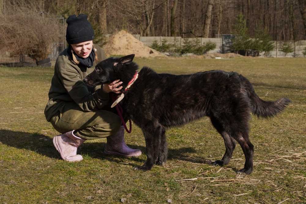 szuka domu -schronisko Zgierz-aktualne