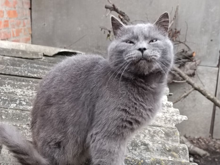 Продам шотландських котів та кішок. Свої.