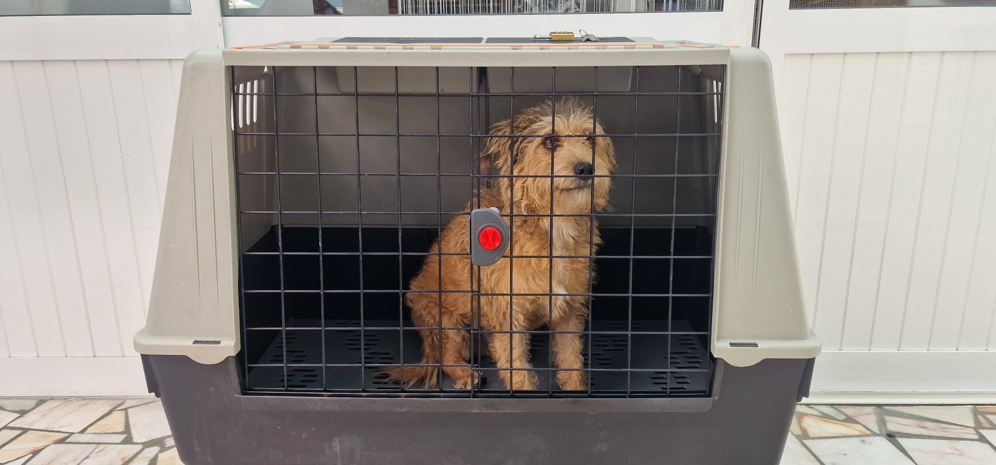 Box de transporte de animais