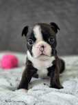 Boston Terrier- piesek, ZkwP, FCI!