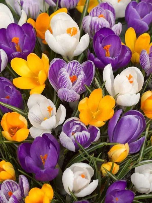 Cebulki KROKUSÓW 50 szt mix kolorów cebulek Kwiatów Krokusy Krokus XXL