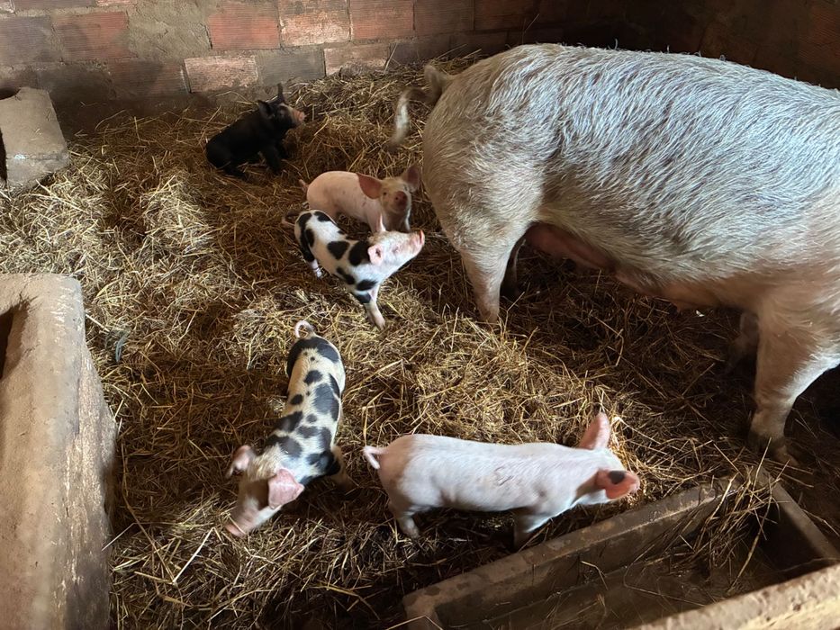 Leitão boa raça bio