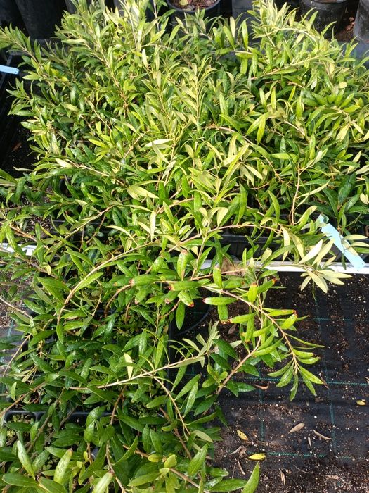 Oliveiras cobrançosa e arbequina.