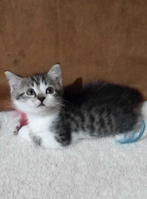 Шотландский породистый котенок