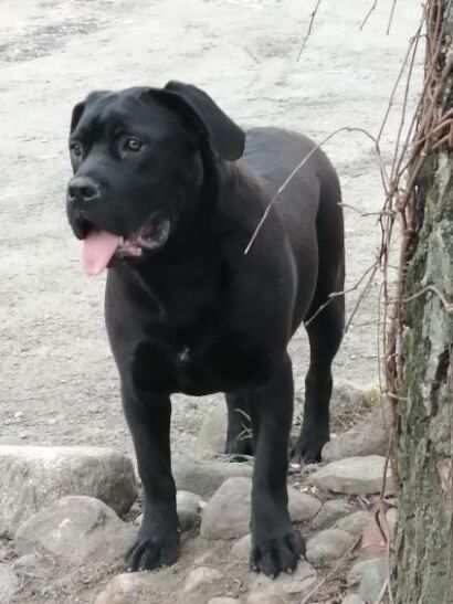 Szczeniak cane corso italiano