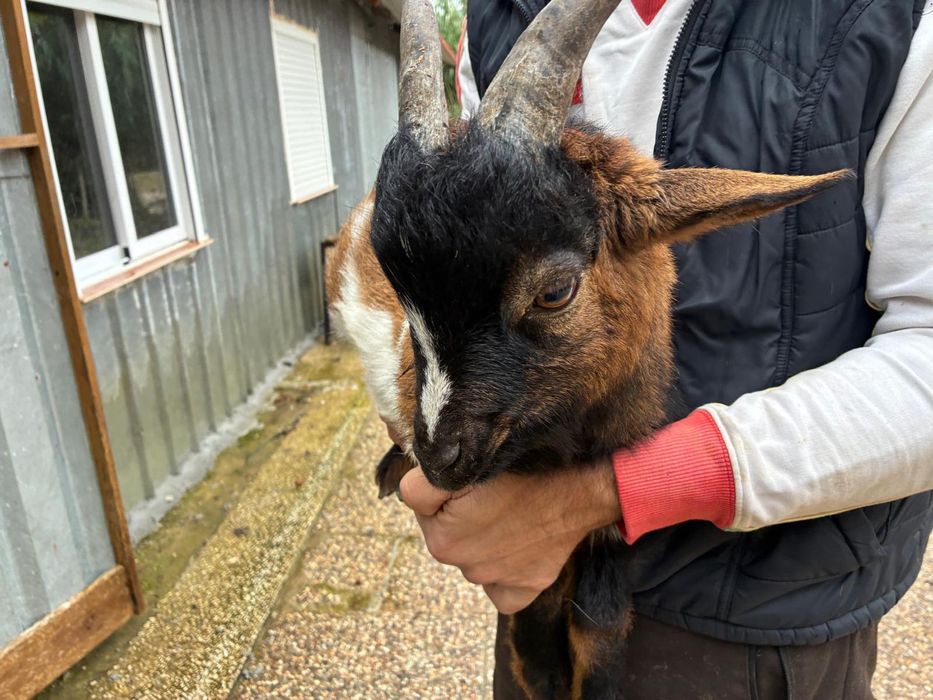 Bode micro anão meiguinho