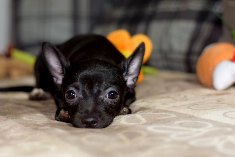 Девочка чихуахуа