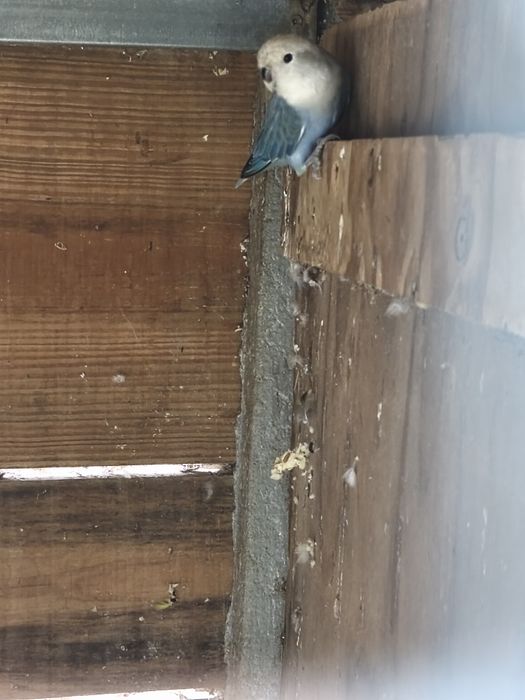 Red rumped / Kakariki