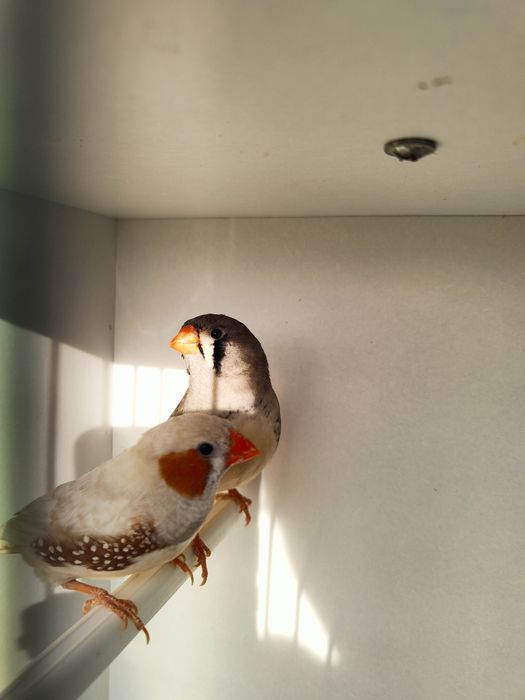 Zeberki papugi faliste tęczowe