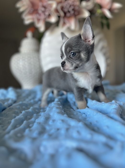 Chihuahua krótkowłosa