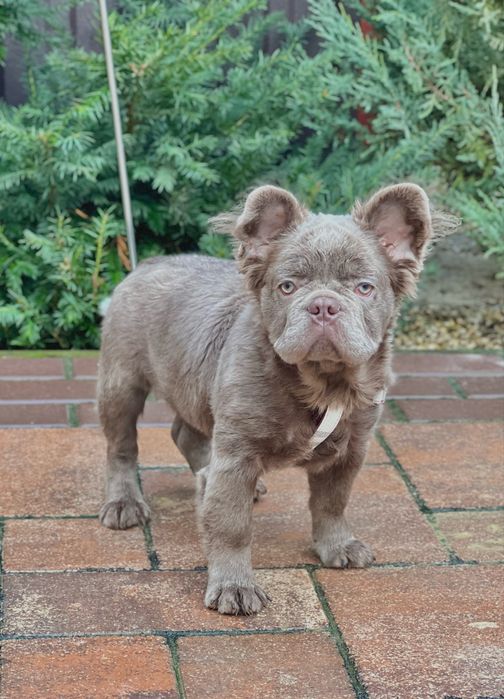 Нью шейд изабелла тан солид флаффи