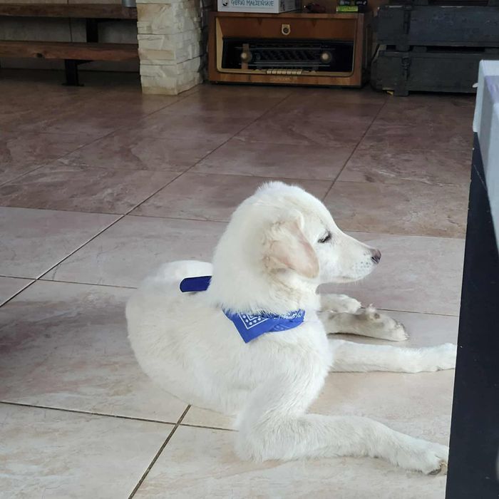 Śliczna malutka sunia ,szuka domu.