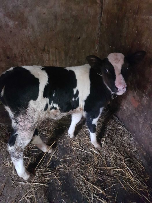 Продам теличку тільки на корівку