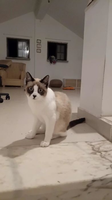 4 gatinhos para adoptar