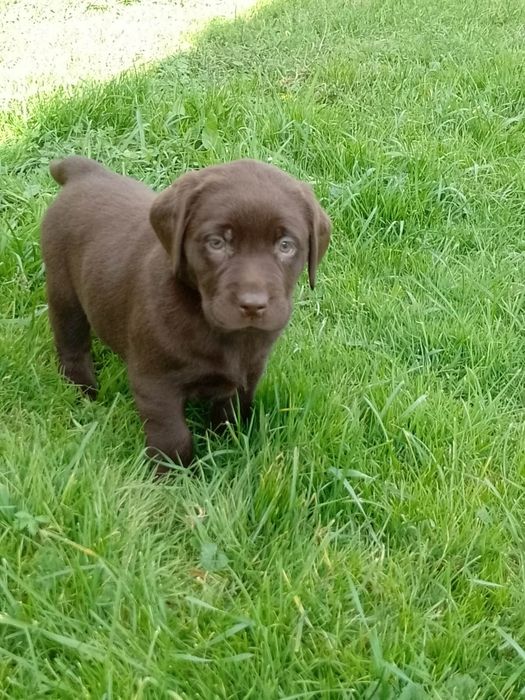 Szczenięta Labrador Retriever