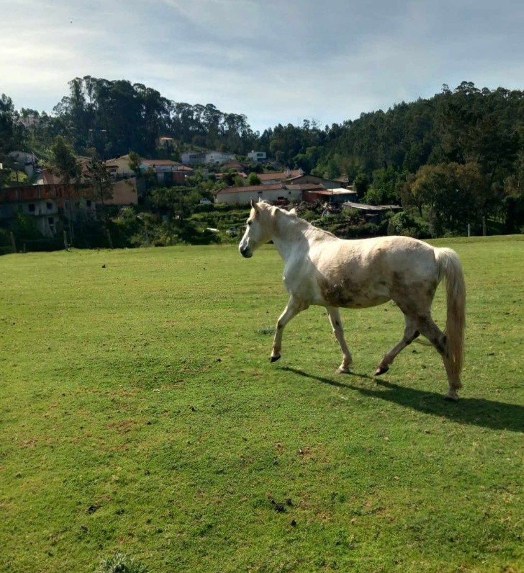 Vendo Egua Luso-Arabe