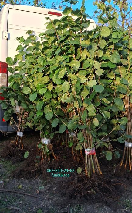 Саджанці фундука. Каталонський, Гарібальді, Трапезунд. Та інші.