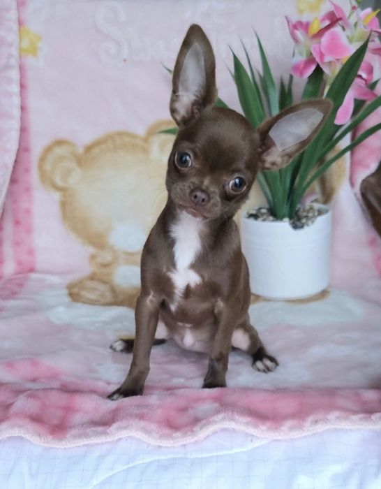 Piesek Czekoladowy Chihuahua!