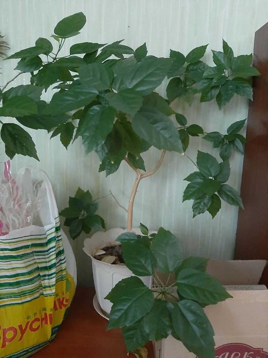 продам комнатные цветы: