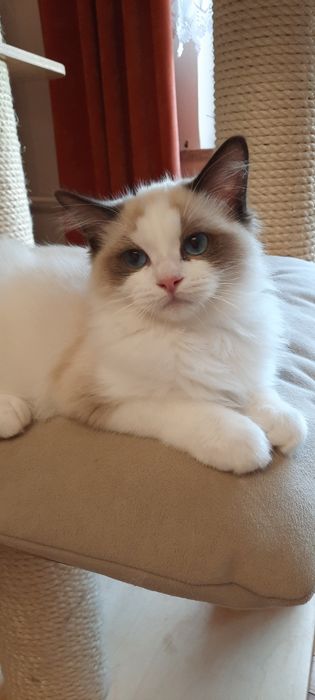 Ragdoll kocurek FPL po Championie