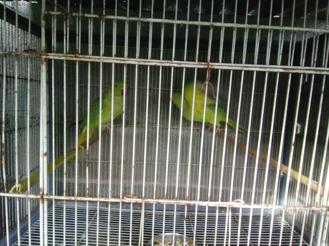 Troco ring necks por aves com o mesmo valor