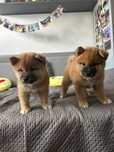 Piesek shiba inu