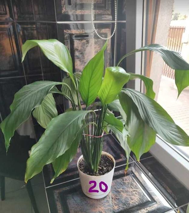 Reo meksykańskie, hoya, wilkomlecz, sansevieria, aloes, skrzydłokwiat
