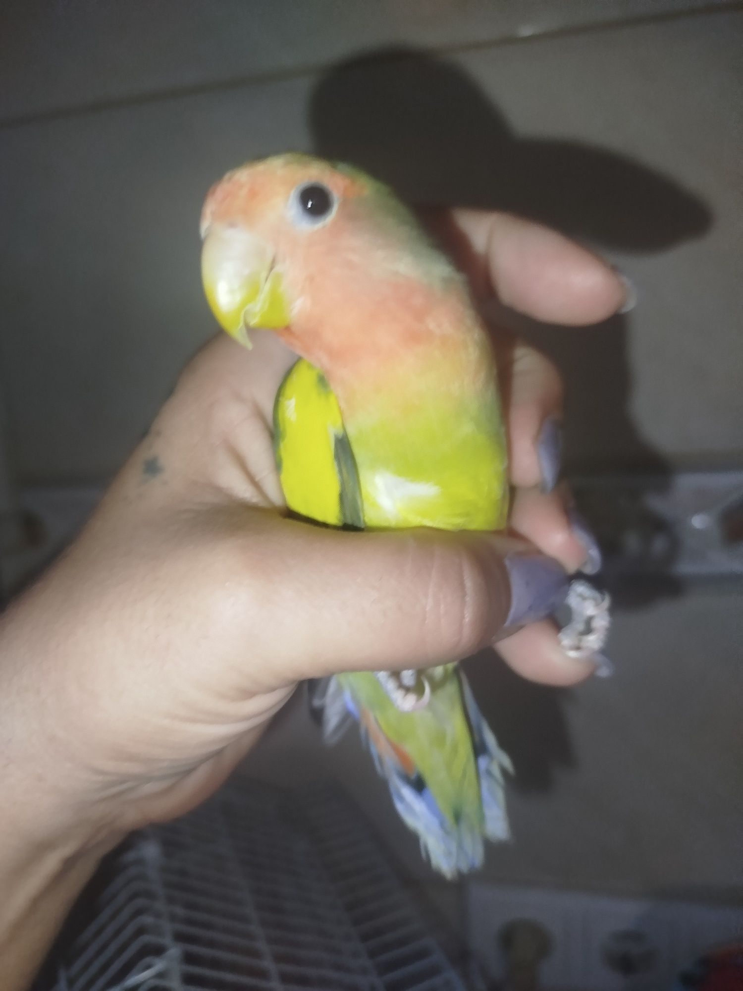 Agaporni criado a mão