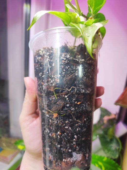 Филодендрон Rio, Сциндапсус Silver Ann