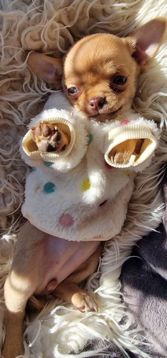 Chihuahua  piekna malutka dziewczynka