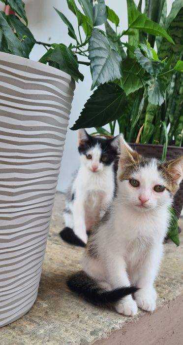 Віддам в хороші руки котиків