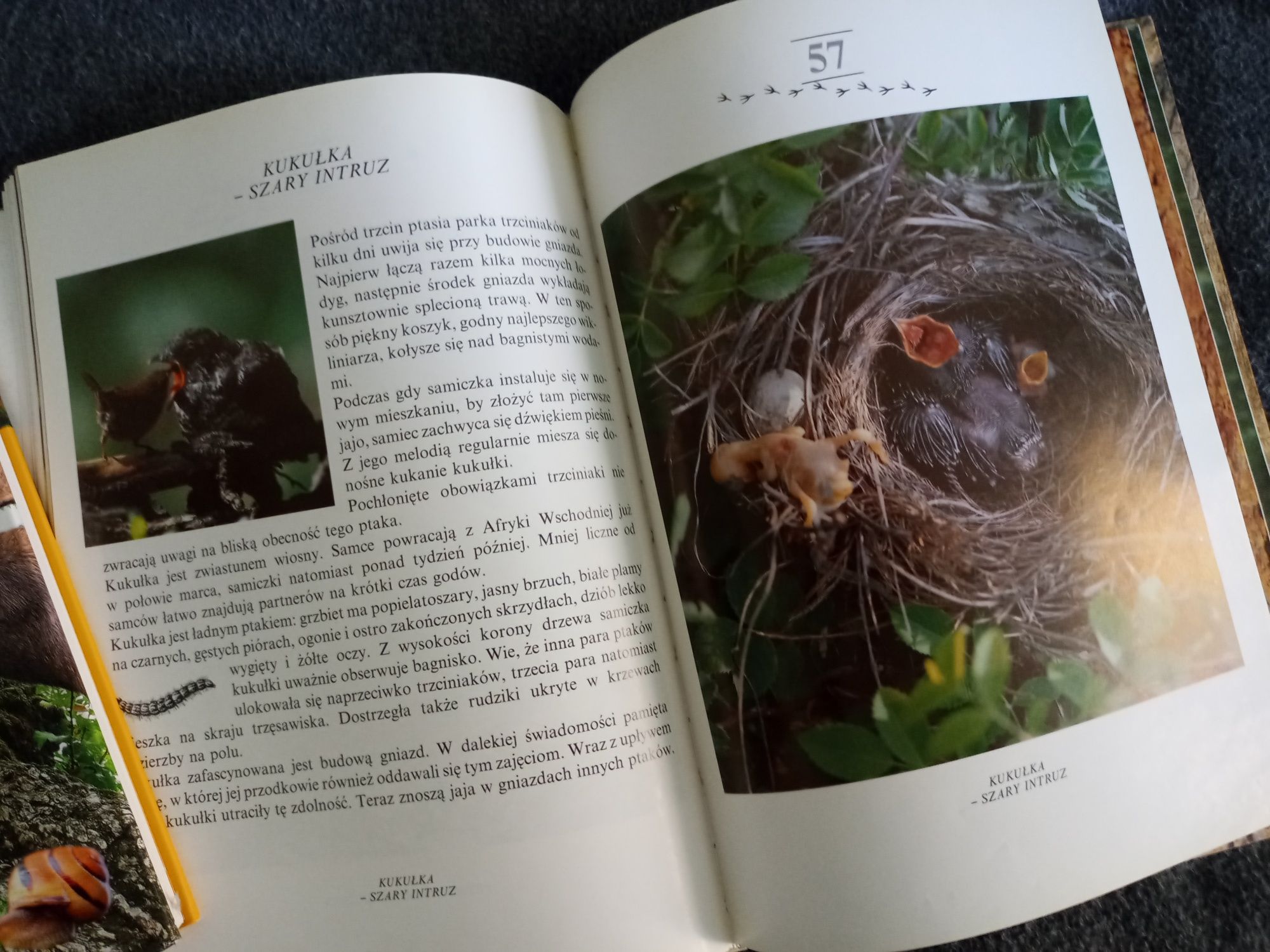 "Młody obserwator przyrody" " Zwierzęta leśne"  2 książki edukacyjne