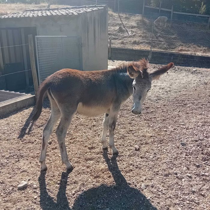 Burra de 6 meses em fase de desmame