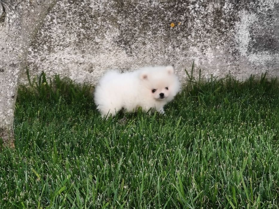 Lulu da Pomerânia Branquinho mini minorca