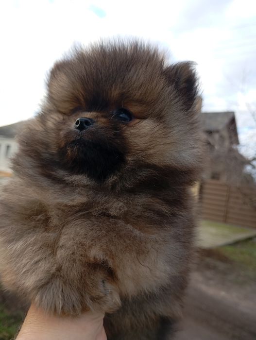 Два мини братика померанского шпица