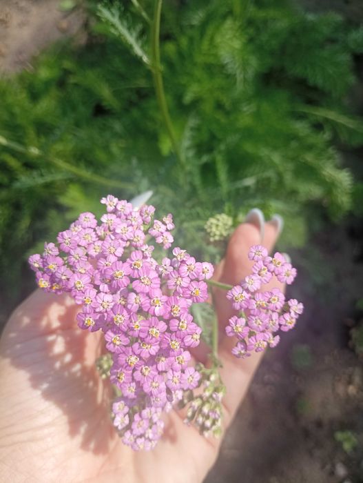 Рослини для саду