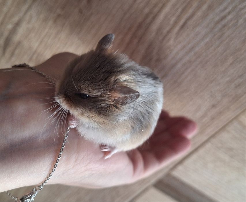 Chomiczki mlode zabajkanskie samce samica satynowe