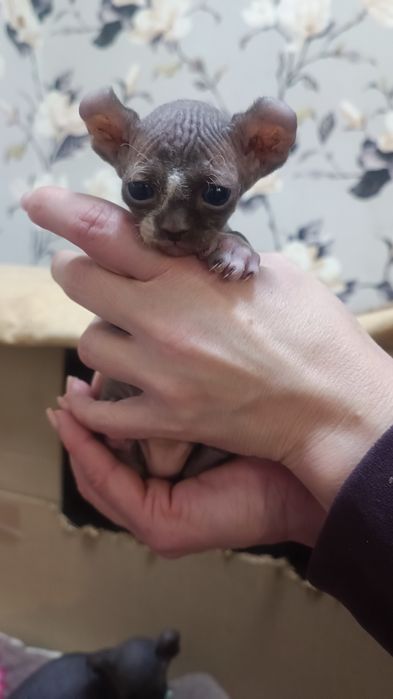 Канадский сфинкс