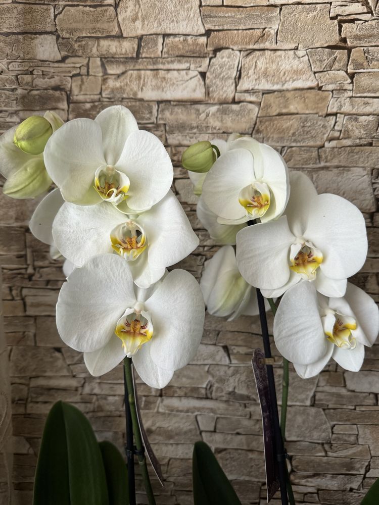 Орхідеї, Фаленопсис  Крупноквіткові