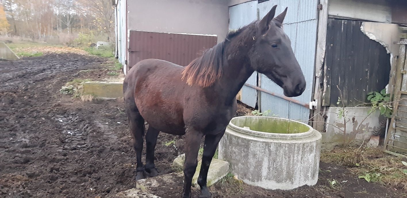 Klacze ślaskie obustronne  pochodzenie