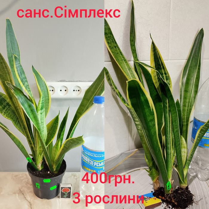 Сансевієрія Сімплекс або Футура Суперба