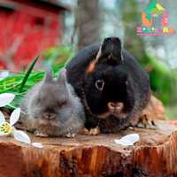 В Чернівцях! Розплідник, карликовий кролик Нідерландський карлик, міні