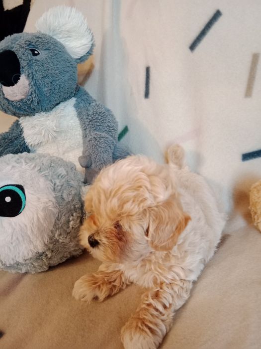 Maltipoo hybryda maltańczyk i pudel miniaturowy toy