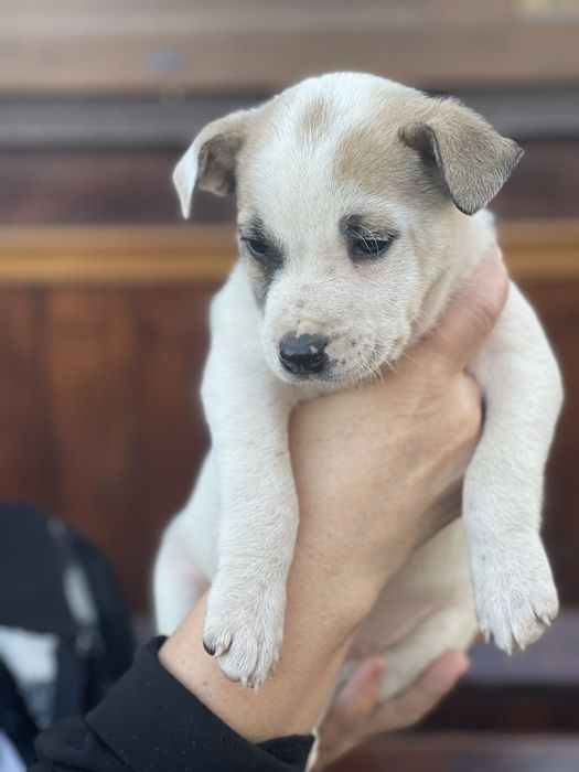 Віддамо цуценят безкоштовно у добрі руки