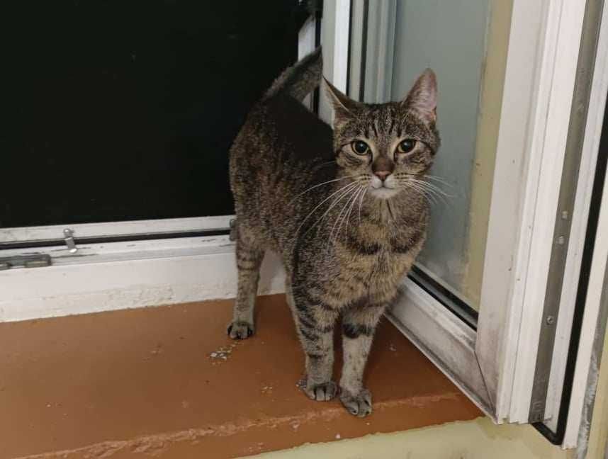 Kaja koteczka  do adopcji